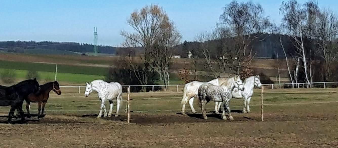 Athos, Porthos, Cézar v zimním výběhu