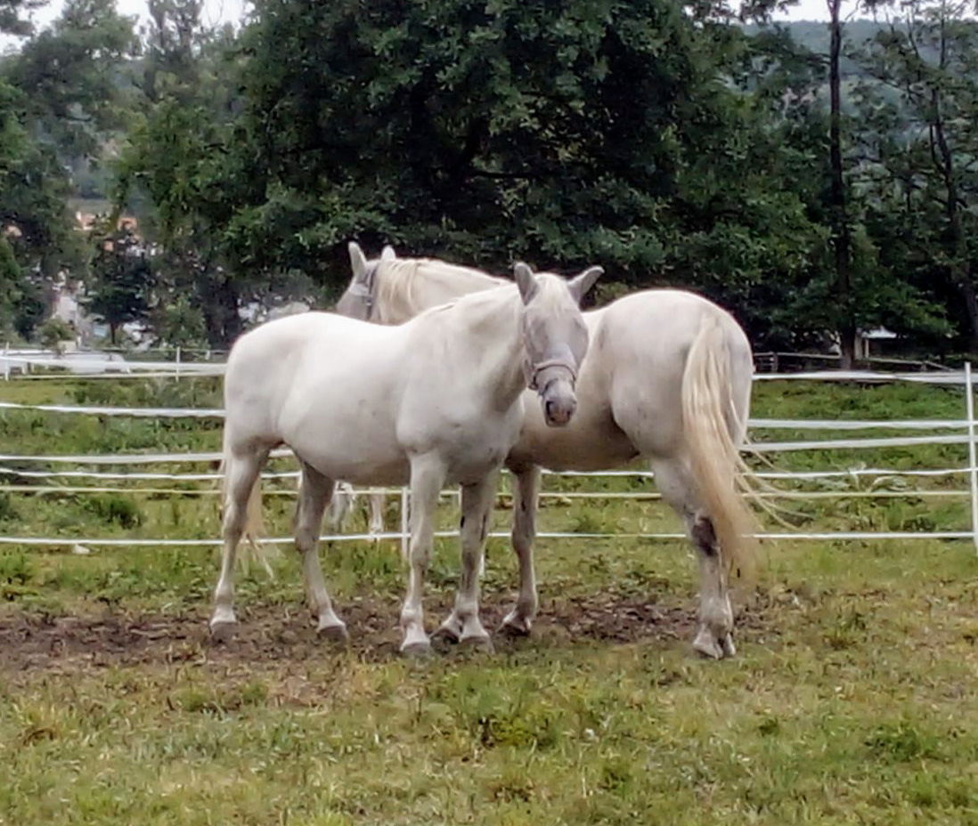 Týna a Amigo ve výběhu v pražské stáji