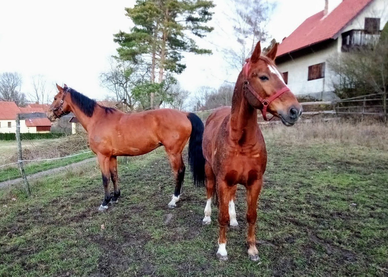 Cornel, Apol zima doma